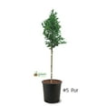 thumbnail image 1 of Expert Gardener 2-3 ft tall Santa Rosa Plum Live Tree in 5-Gallon Grower Pot, 1 of 6