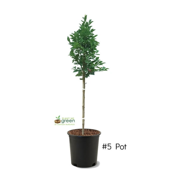 Expert Gardener 2-3 ft tall Santa Rosa Plum Live Tree in 5-Gallon Grower Pot