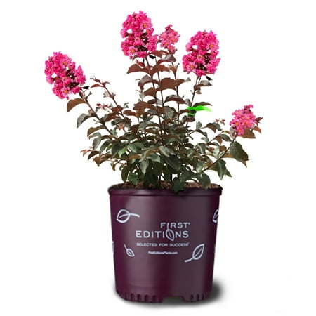 First Editions 1.5- 2 ft tall Twilight Magic Crape Myrtle Live Tree in 3-Gallon Grower Pot