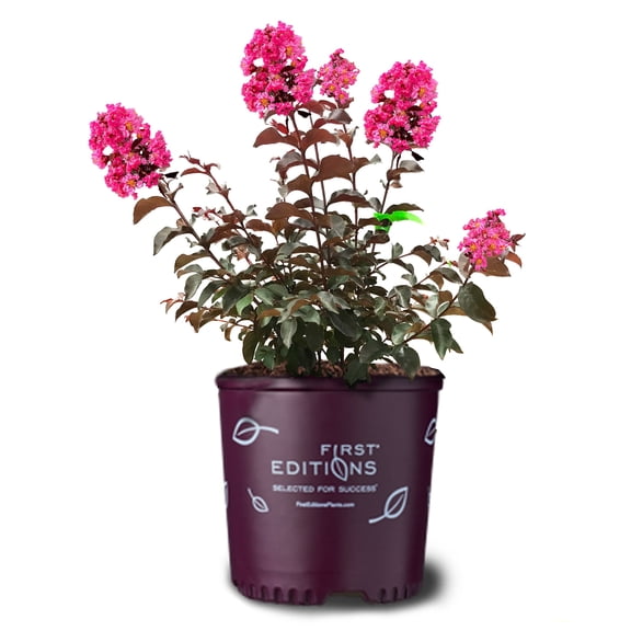 First Editions 1.5- 2 ft tall Twilight Magic Crape Myrtle Live Tree in 3-Gallon Grower Pot