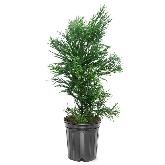 Expert Gardener 1.5- 2 ft tall Yoshino Cryptomeria Live Tree in 3-Gallon Grower Pot