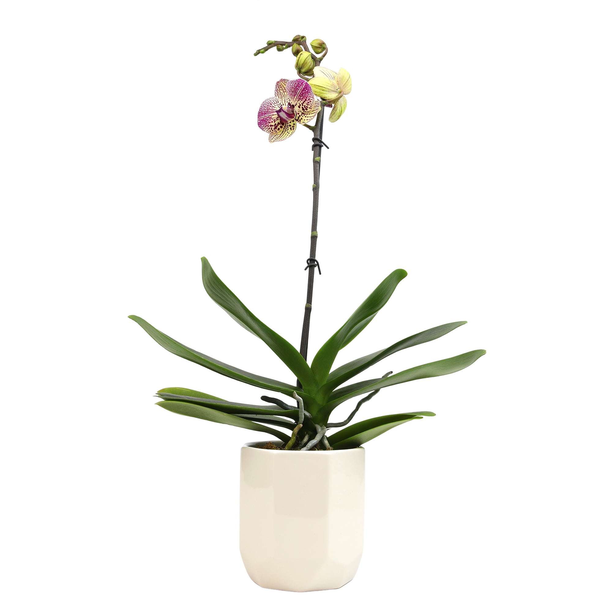 Multicolor Phalaenopsis Orchid in White Ceramic Pot