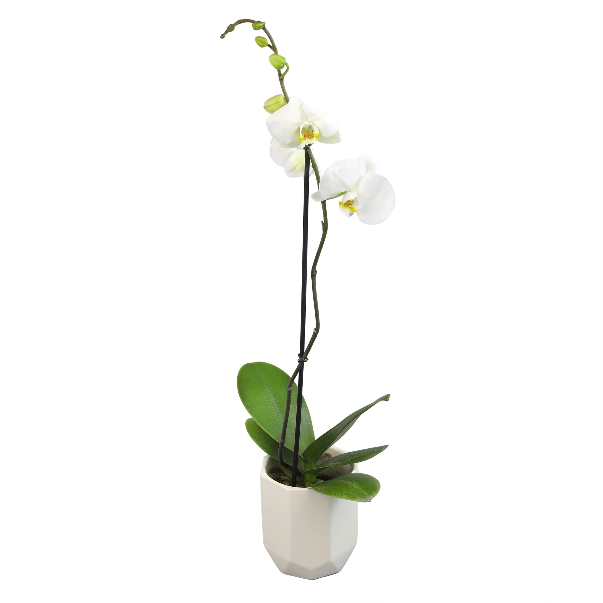 White Phalaenopsis Orchid in Ceramic Planter - Indoor/Outdoor Flower