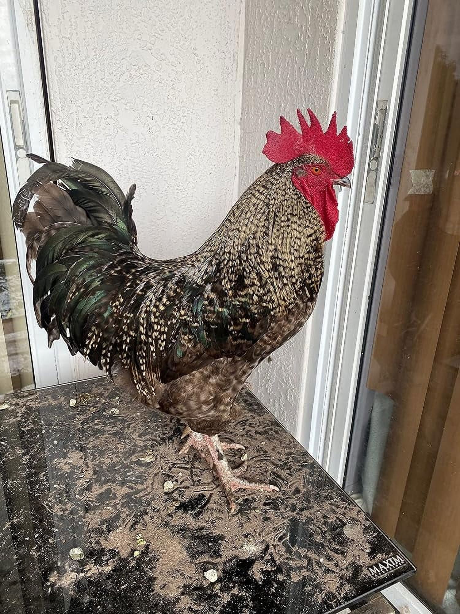 18 Fertilized Chicken Eggs Barnyard Mix All Colors And Sizes