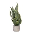 thumbnail image 1 of 18" Green Snake Plant in Cement Pot, 1 of 2