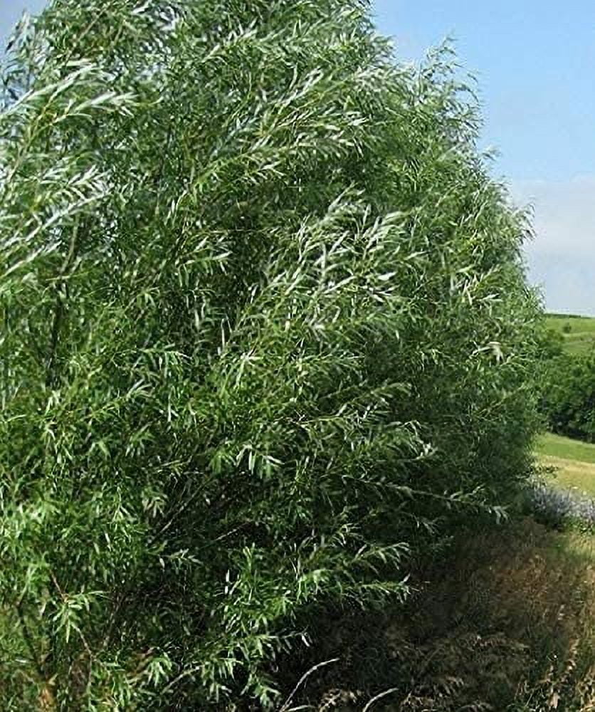 18 Hybrid Willow Trees for Privacy and Shade