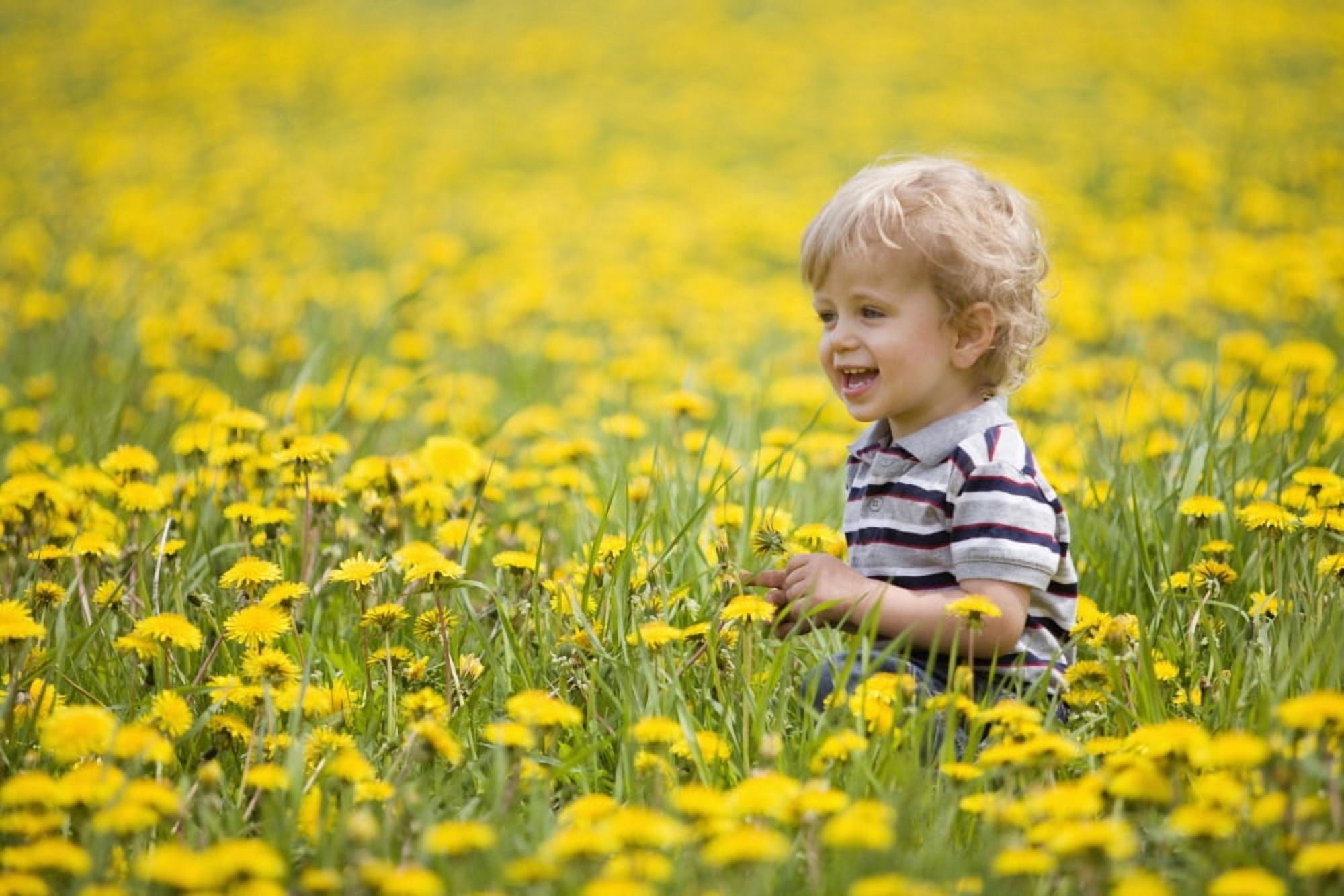 18-Month-Old Boy In Dandelion Field Thunder Bay Ontario Canada Canvas Art - Susan Dykstra Design Pics (19 x 12)