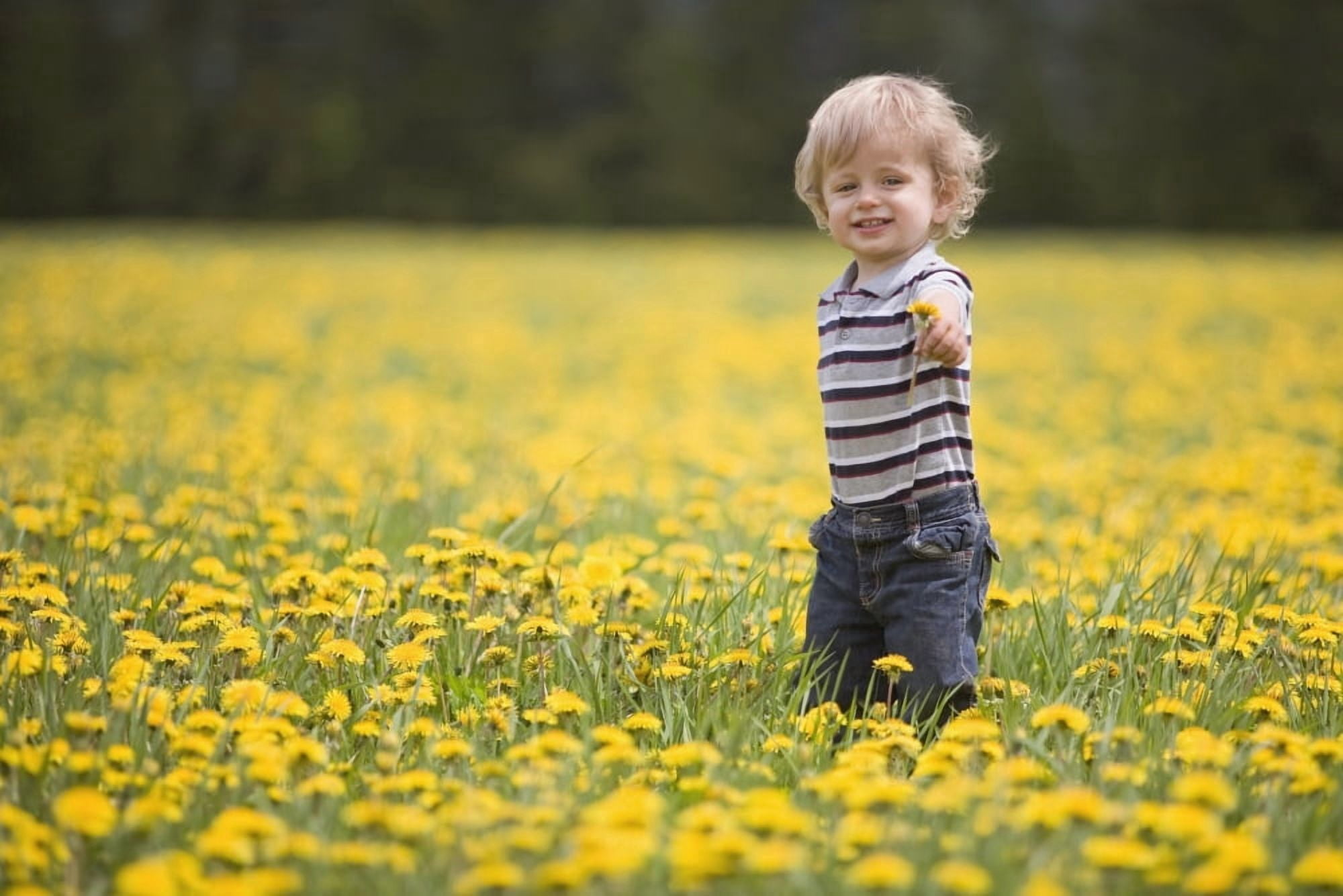 18-Month-Old Boy In Dandelion Field Thunder Bay Ontario Canada Canvas Art - Susan Dykstra Design Pics (19 x 12)