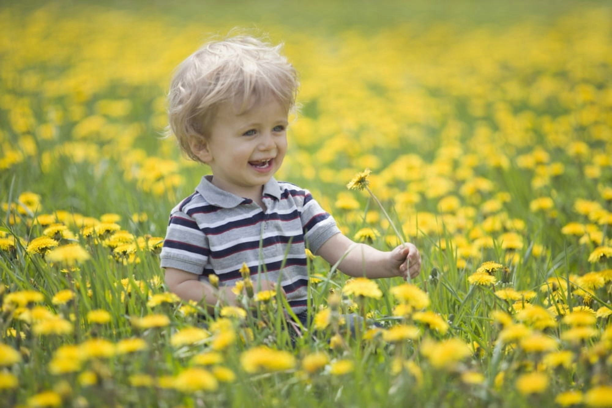 18-Month-Old Boy In Dandelion Field Thunder Bay Ontario Canada Canvas Art - Susan Dykstra Design Pics (38 x 24)