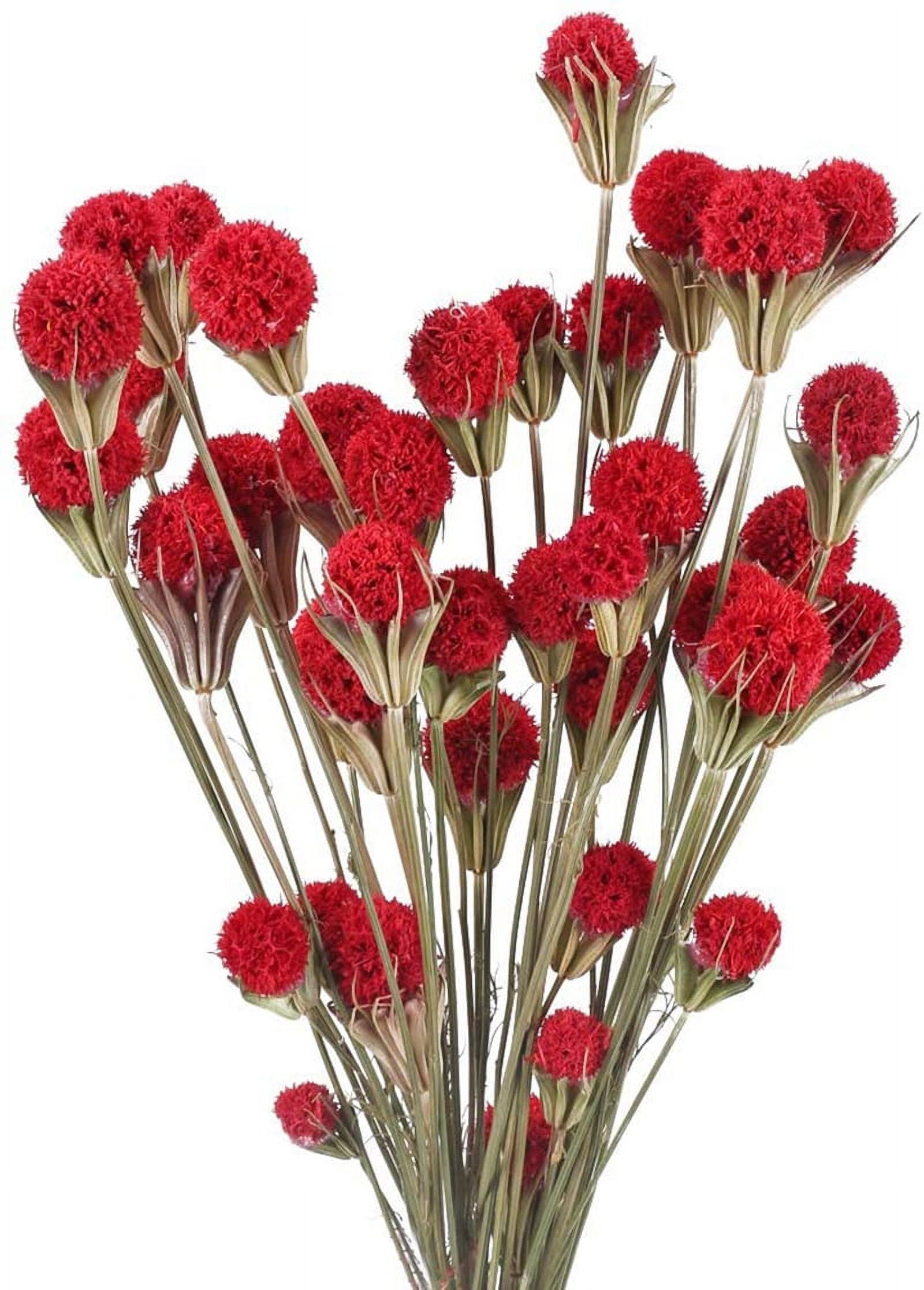 18Piece Red Craspedia Dried Flower Bouquet, Billy Balls, for Farmhouse