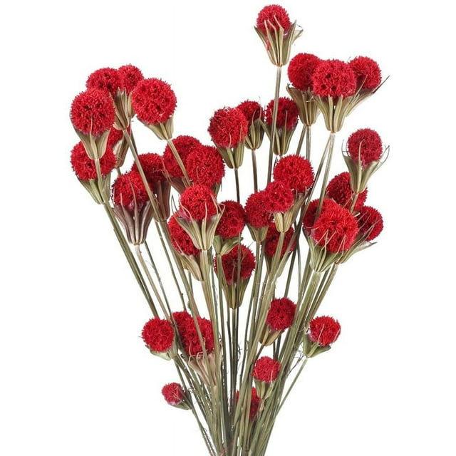 18Piece Red Craspedia Dried Flower Bouquet, Billy Balls, for Farmhouse