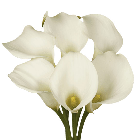 18 Stems of White Calla Lilies- Fresh Flower Delivery- Lovely Blooms
