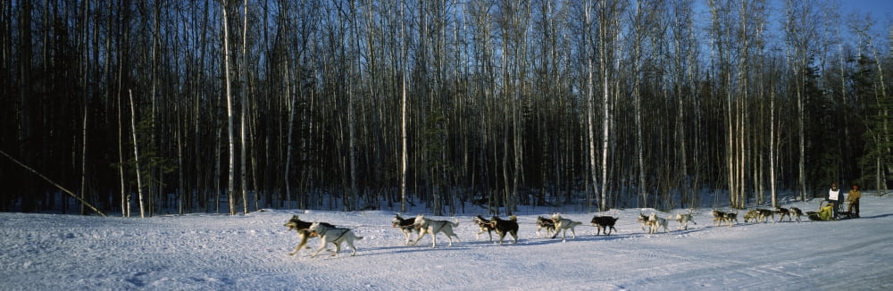 18 huskies begin the long haul of 1049 miles to Nome John Barron in Iditarod Race 1991 Alaska USA Canvas Art - Panoramic Images (36 x 12)