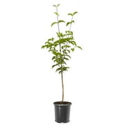 Expert Gardener Cherokee Chief Dogwood Live Tree, 1-1.5 ft Tall, 1-Gallon Grower Pot