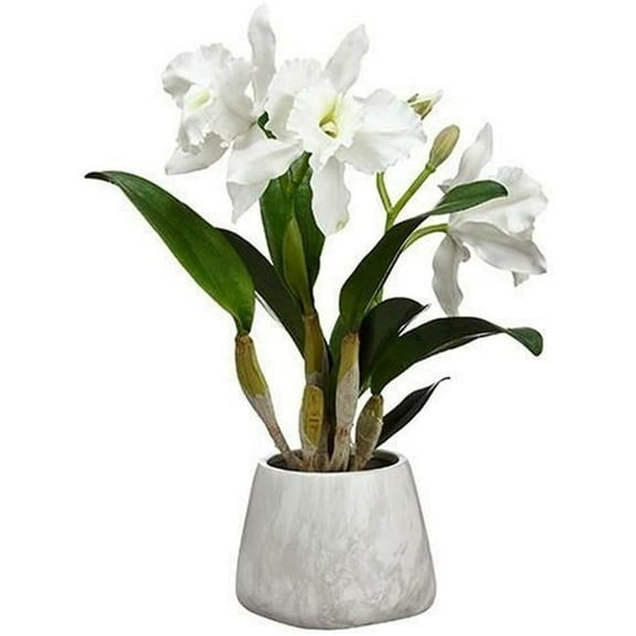 18 x 15.5 x 16 in. Cattleya Orchid Plant in Terra Cotta Pot, White