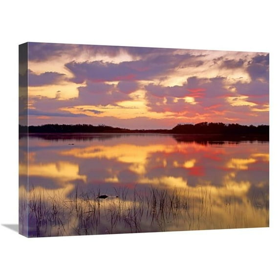 18 x 24 in. American Alligator Surfacing in Nine Mile Pond at Sunrise, Everglades National Park, Florida Art Print - Tim Fitzharris