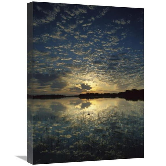 18 x 24 in. American Alligator in Nine-Mile Pond, Everglades National Park, Florida Art Print - Tim Fitzharris