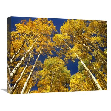 18 x 24 in. Aspen Grove in Fall Colors, Maroon Bells, Snowmass Wilderness, Colorado Art Print - Tim Fitzharris