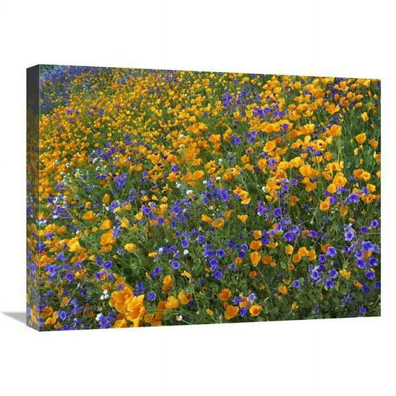 18 x 24 in. California Poppy & Desert Bluebell Flowers, Antelope Valley, California Art Print - Tim Fitzharris