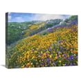 thumbnail image 1 of 18 x 24 in. California Poppy & Desert Bluebell Flowers, Canyon Hills, Santa Ana Mountains, California Art Print - Tim Fitzharris, 1 of 1