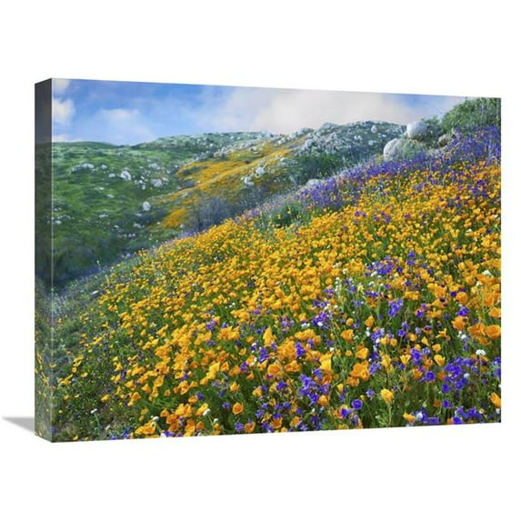 18 x 24 in. California Poppy & Desert Bluebell Flowers, Canyon Hills, Santa Ana Mountains, California Art Print - Tim Fitzharris