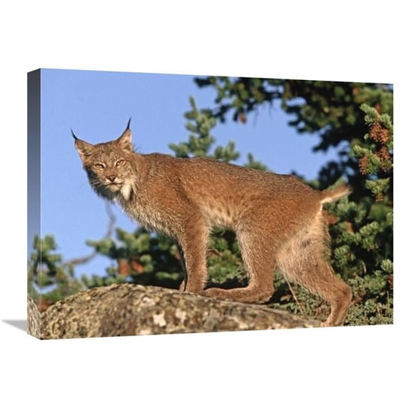 18 x 24 in. Canada Lynx Climbing on Rock, North America Art Print - Tim Fitzharris
