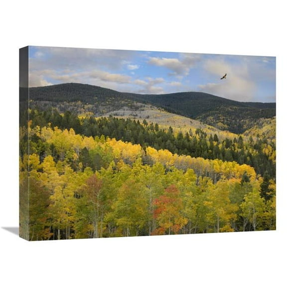 18 x 24 in. Coopers Hawk, Santa Fe National Forest, Sangre De Cristo Mountains, New Mexico Art Print - Tim Fitzharris