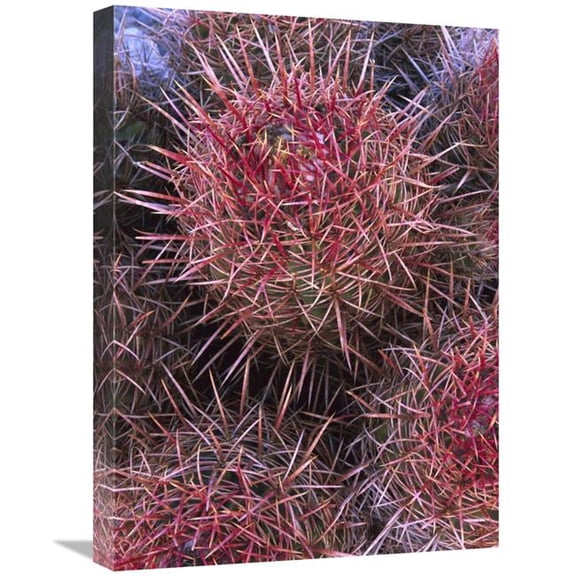 18 x 24 in. Cotton-Top Cactus Detail, Death Valley National Park, California Art Print - Tim Fitzharris