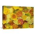 thumbnail image 1 of 18 x 24 in. Fallen Autumn Colored Aspen Leaves on the Ground Covered in Dew Droplets, Colorado Art Print - Tim Fitzharris, 1 of 1