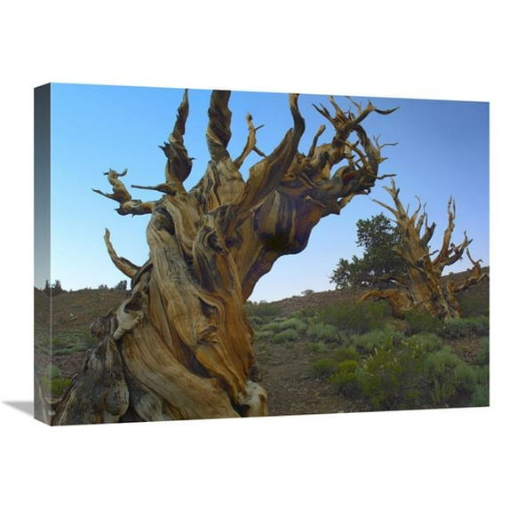18 x 24 in. Foxtail Pine Tree, Ancient Trees, Schulman Grove, White Mountains, California Art Print - Tim Fitzharris