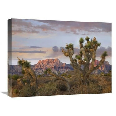 18 x 24 in. Joshua Tree & Spring Mountains, Red Rock Canyon National Conservation Area, Nevada Art Print - Tim Fitzharris