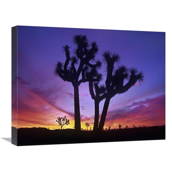 18 x 24 in. Joshua Trees at Sunrise Near Quail Springs, Joshua Tree National Park, California Art Print - Tim Fitzharris