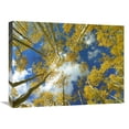 thumbnail image 1 of 18 x 24 in. Looking Up at Blue Sky Through A Canopy of Fall Colored Aspen Trees, Colorado Art Print - Tim Fitzharris, 1 of 1