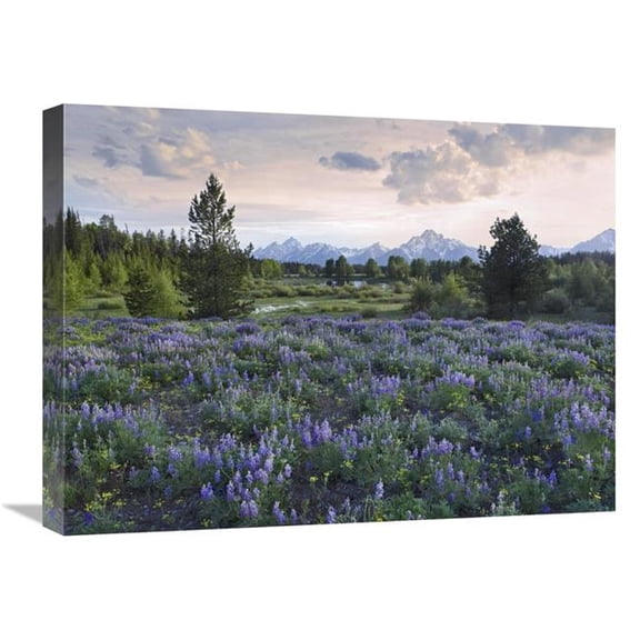 18 x 24 in. Lupine Meadow, Grand Teton National Park, Wyoming Art Print - Tim Fitzharris