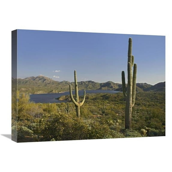 18 x 24 in. Saguaro Cactus at Bartlett Lake, Arizona Art Print - Tim Fitzharris