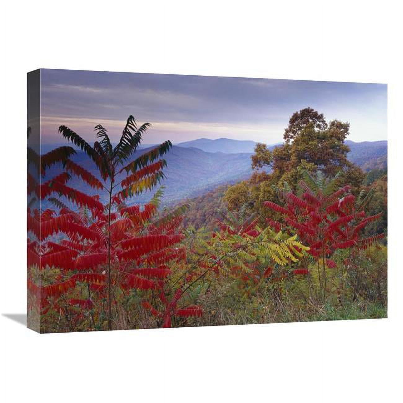 18 x 24 in. Staghorn Sumac in Autumn, Blue Ridge Mountain Range