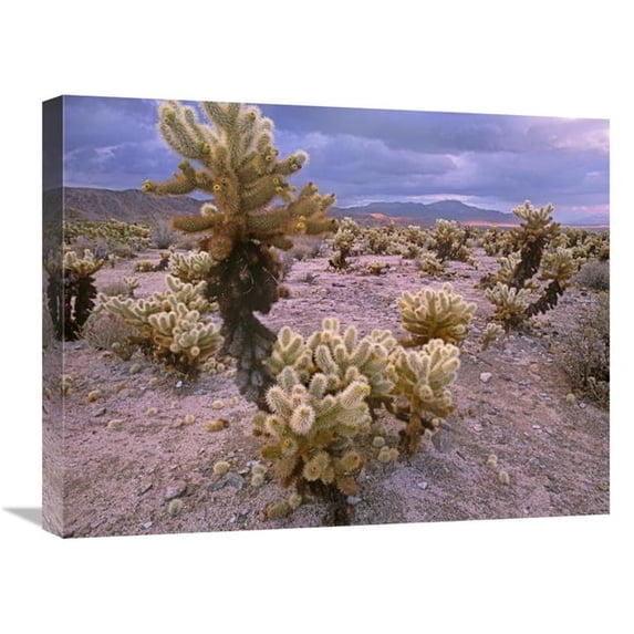 18 x 24 in. Teddy Bear Cholla Cacti, Joshua Tree National Park, California Art Print - Tim Fitzharris