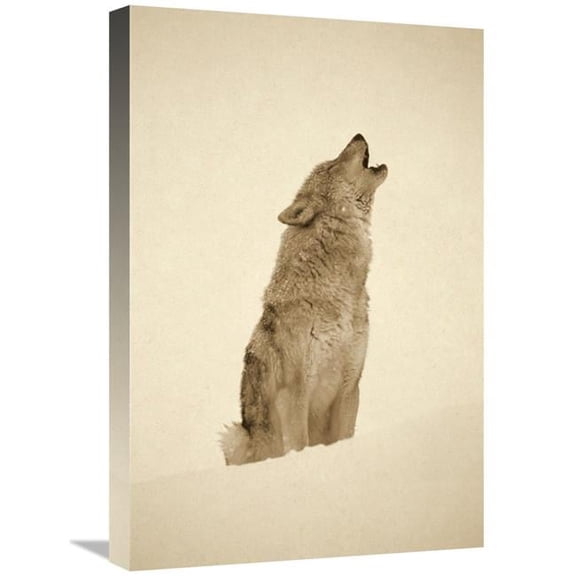 18 x 24 in. Timber Wolf Portrait, Howling in Snow, North America - Sepia Art Print - Tim Fitzharris