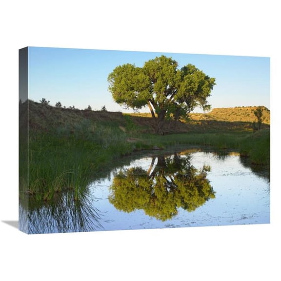 18 x 24 in. Tree Reflecting in Creek Near Black Mesa State Park, Oklahoma Art Print - Tim Fitzharris