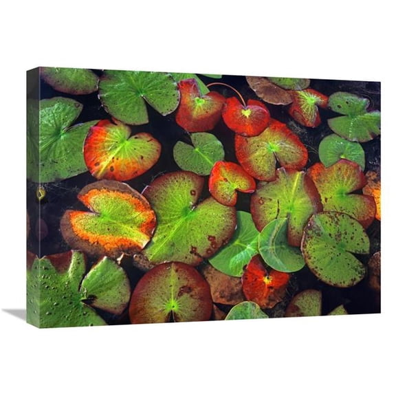 18 x 24 in. Yellow Pond Lily Close Up of Pads, North America Art Print - Tim Fitzharris