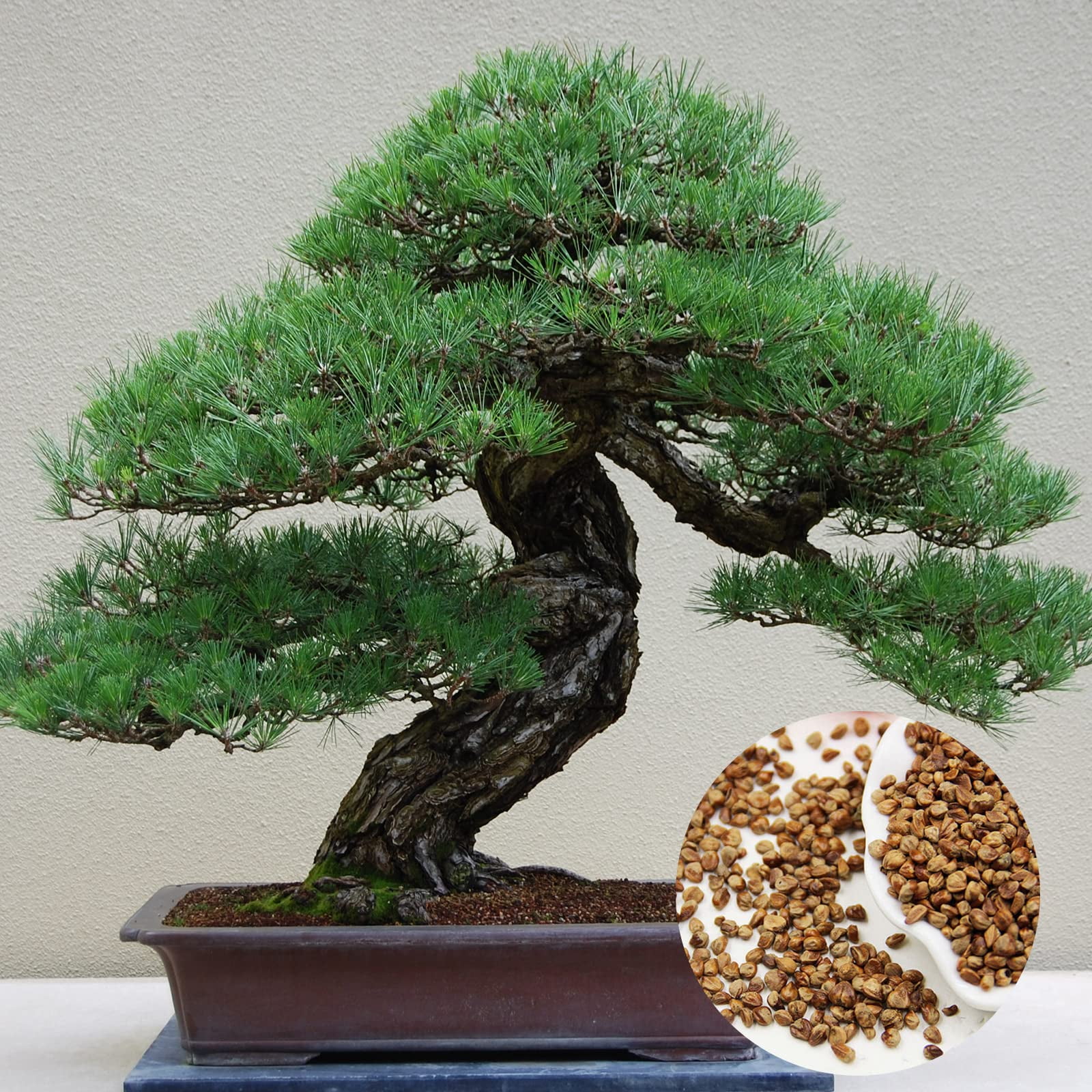 盆栽 FM.3110.51 Gardenya 180 Bonsai Tree Japanese Pine Plant Seeds - Walmart.com