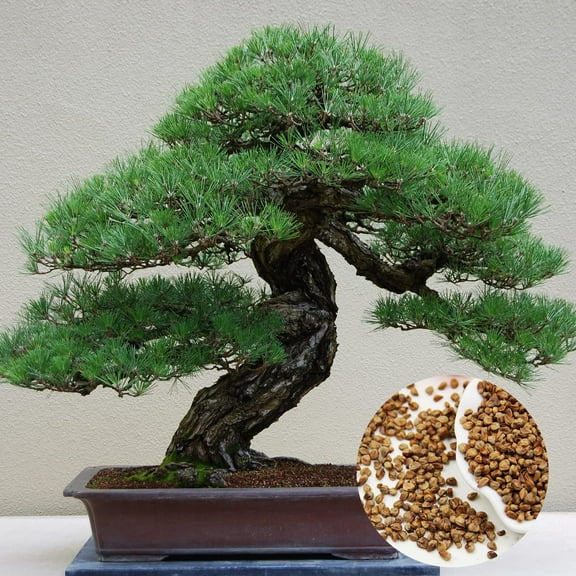 Gardenya 180 Bonsai Tree Japanese Pine Plant Seeds