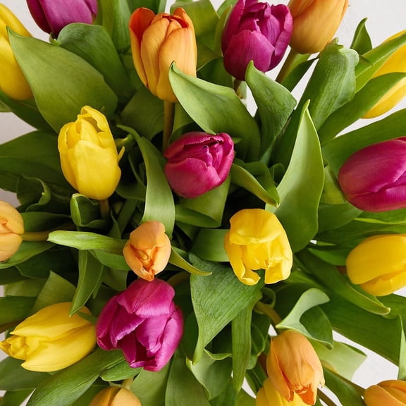 1800 Flowers - 60 Stem Assorted Tulips (Bouquet Only) - Bulk Fresh Flowers for Delivery - Gift for Birthday, Anniversary, Get Well, Thank You