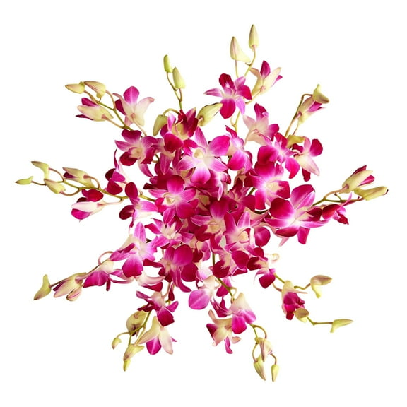 1800 Flowers - Exotic Breeze Orchids: 10 Stems (No Vase Included), Decorative