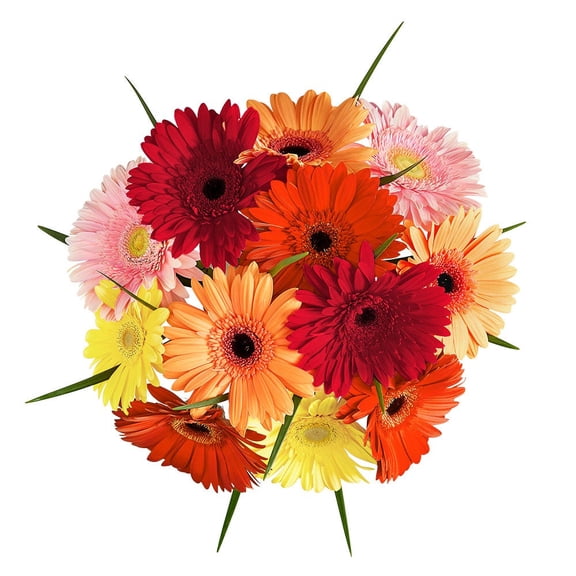 1800 Flowers - Happy Gerbera Daises Bouquet Only: 12 Orange, Pink, & Multicolor Fresh Cut Flowers, Decorative