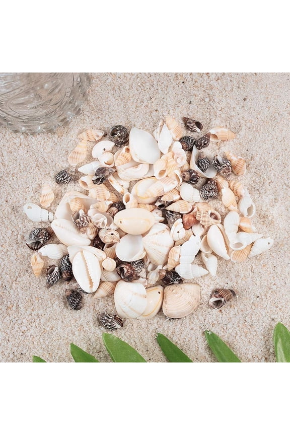 180g Tiny Sea Shell Ocean Beach Spiral Seashells Craft Shell Charms Natural Shell Beads