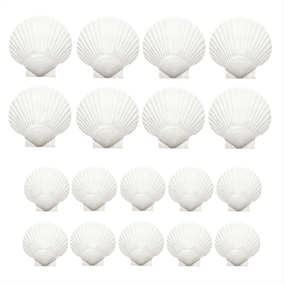 18PCS Natural Scallop Shells,White Seashells Bulk for Crafts DIY Painting Baking and Oce ywm58