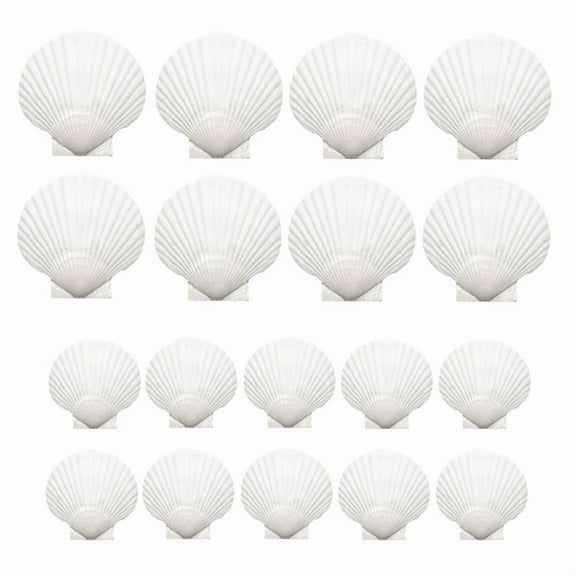 18PCS Natural Scallop Shells,White Seashells Bulk for Crafts DIY Painting Baking and Ocean Summer Beach Wedding Home