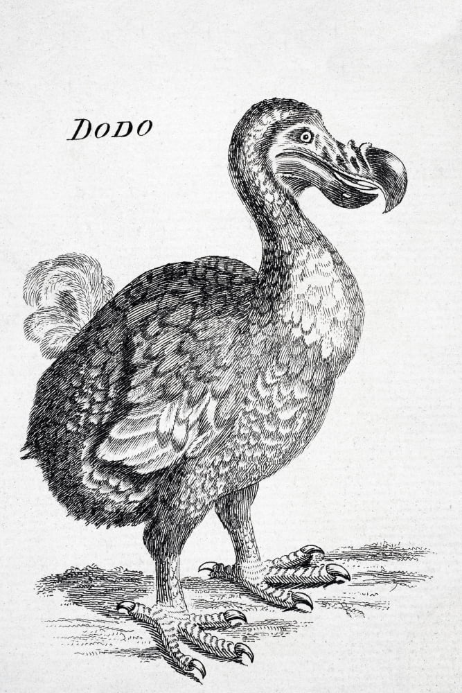 18Th Century Drawing Of The Now Extinct Dodo Bird Of Mauritius Raphus Cucullatus Canvas Art - Ken Welsh Design Pics (11 x 17)