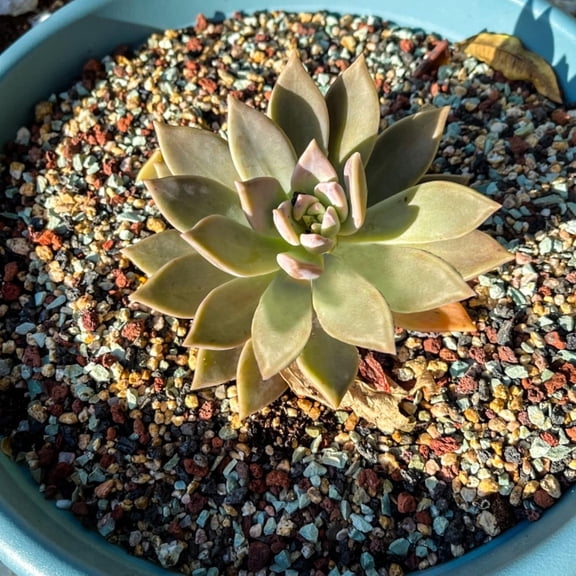 18lb Mix Horticultural Lava Rock Pebbles Pumice Potting Soil Amendment for Succulents, Cacti, Bonsai, and Garden Decor